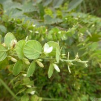 Phyllodium pulchellum (L.) Desv.